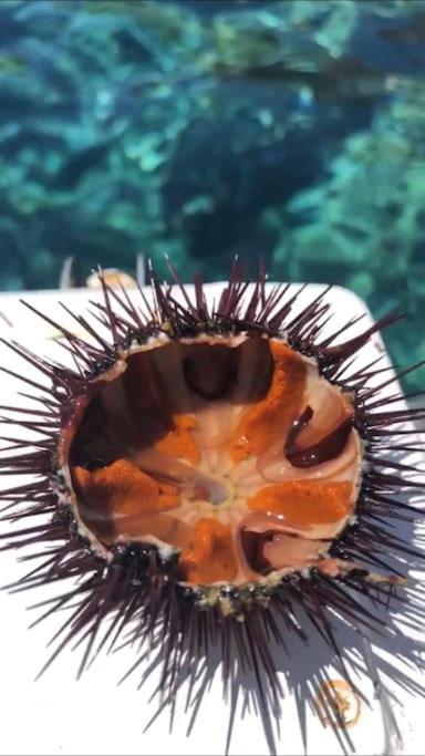 Appartamento Al Centro Di Ustica Isola di Ustica Eksteriør bilde